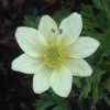 anemone_baldensis