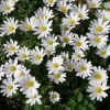 anemone_blanda_white_splendour_104