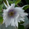 anemone_nemorosa_bracteata_pleniflora__079
