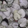 cyclamen_coum_pewter_group_2