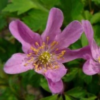 anemone_nemorosa_nomie_075