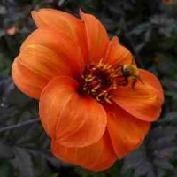 dahlia_b__of_oxford_p1020589