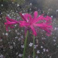 nerine_early_red_img_2299