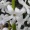hyacinthus_orientalis_786