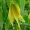 uvularia_grandiflora_p1030168